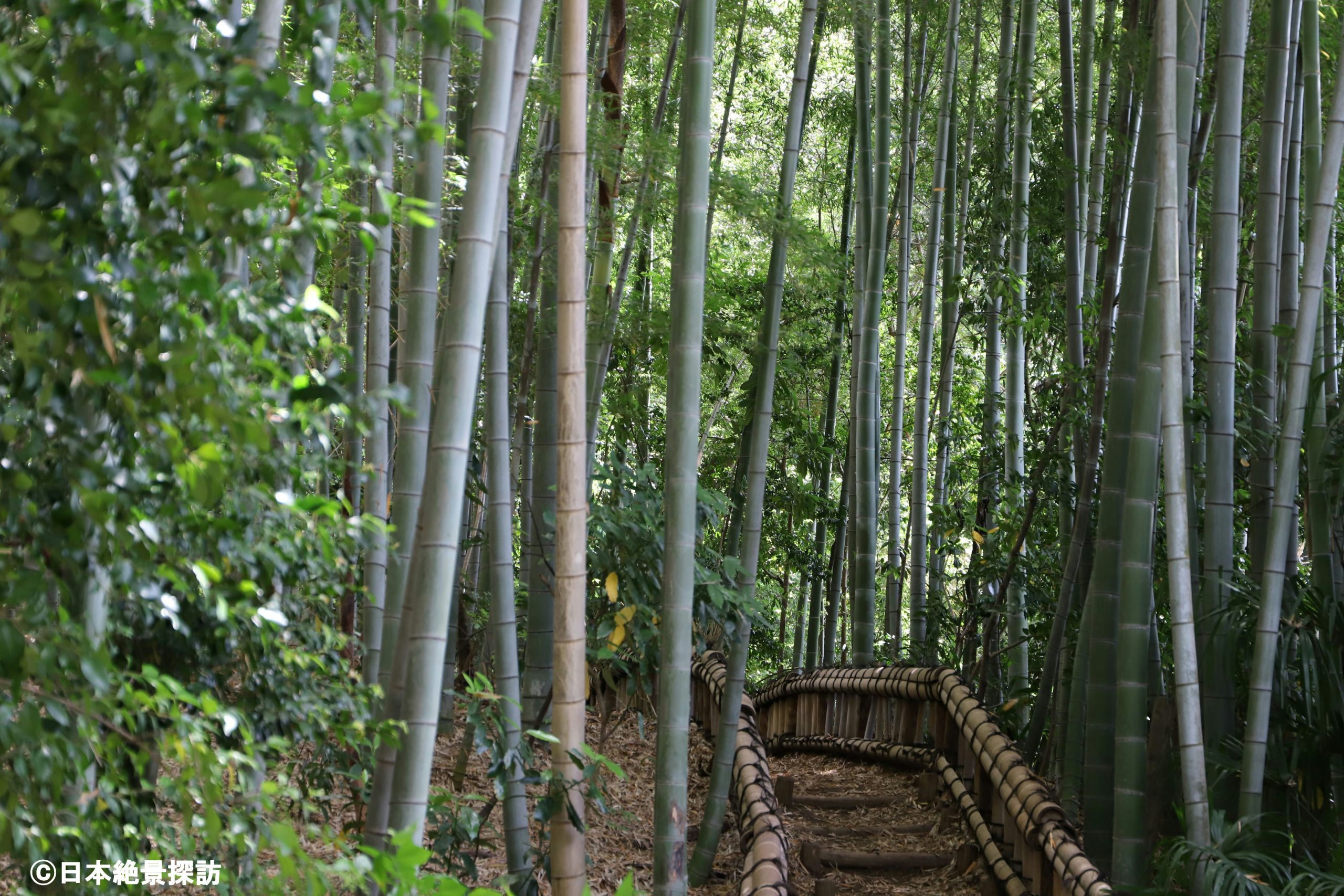 竹林公園（東京都東久留米市）・竹林の中をゆく遊歩道