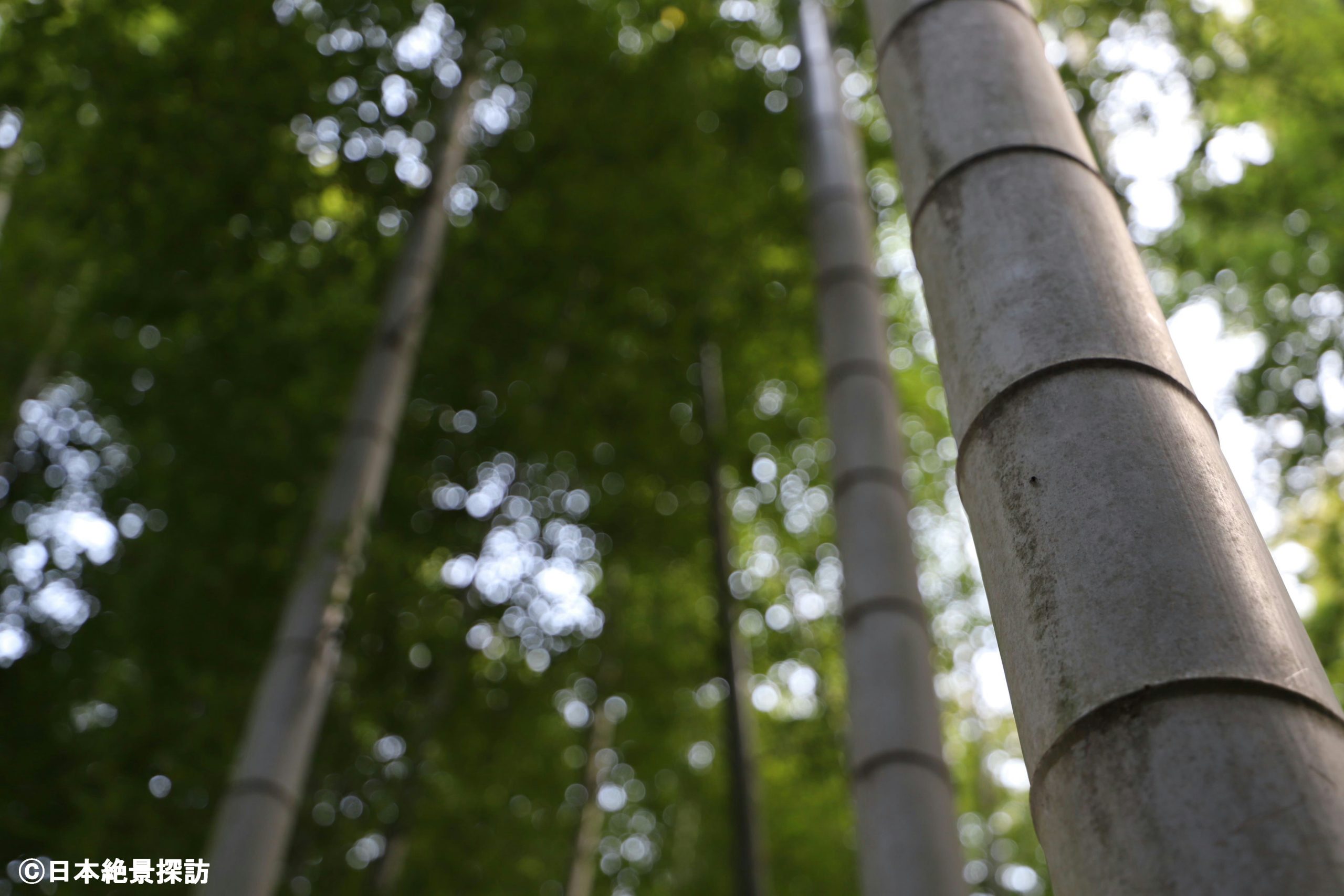 竹林公園（東京都東久留米市）・天高く伸びる竹