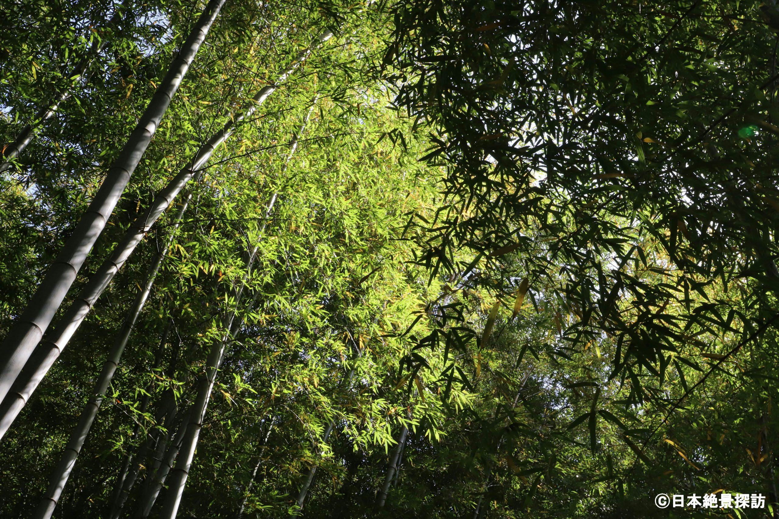 竹林公園（東京都東久留米市）・竹林を見上げる