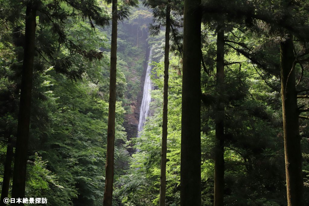 木々の合間から見る洒水の滝（神奈川県山北町）