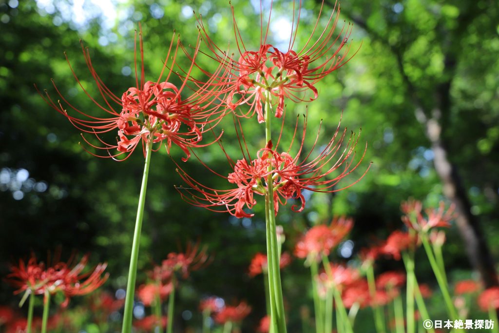 Red spider lily at the ruins of Takahata Castle