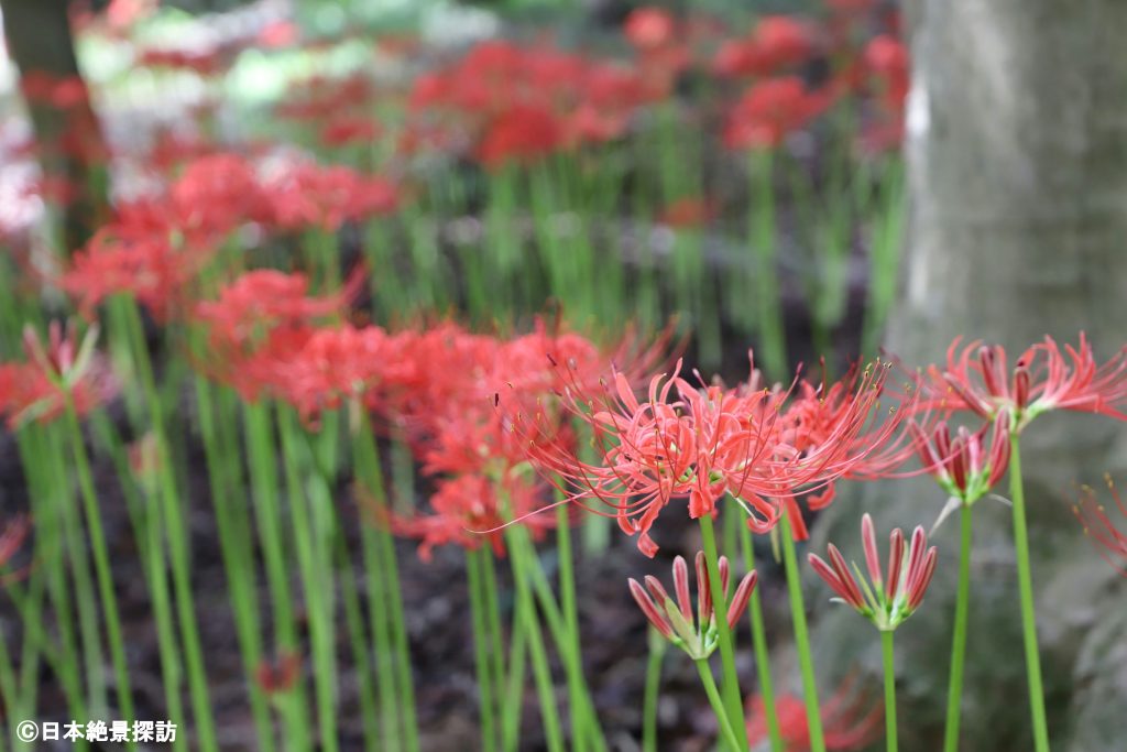 Red spider lily at the ruins of Takahata Castle part 2