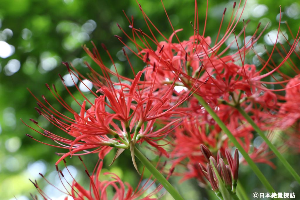 Red spider lily of Takahata Fudoson