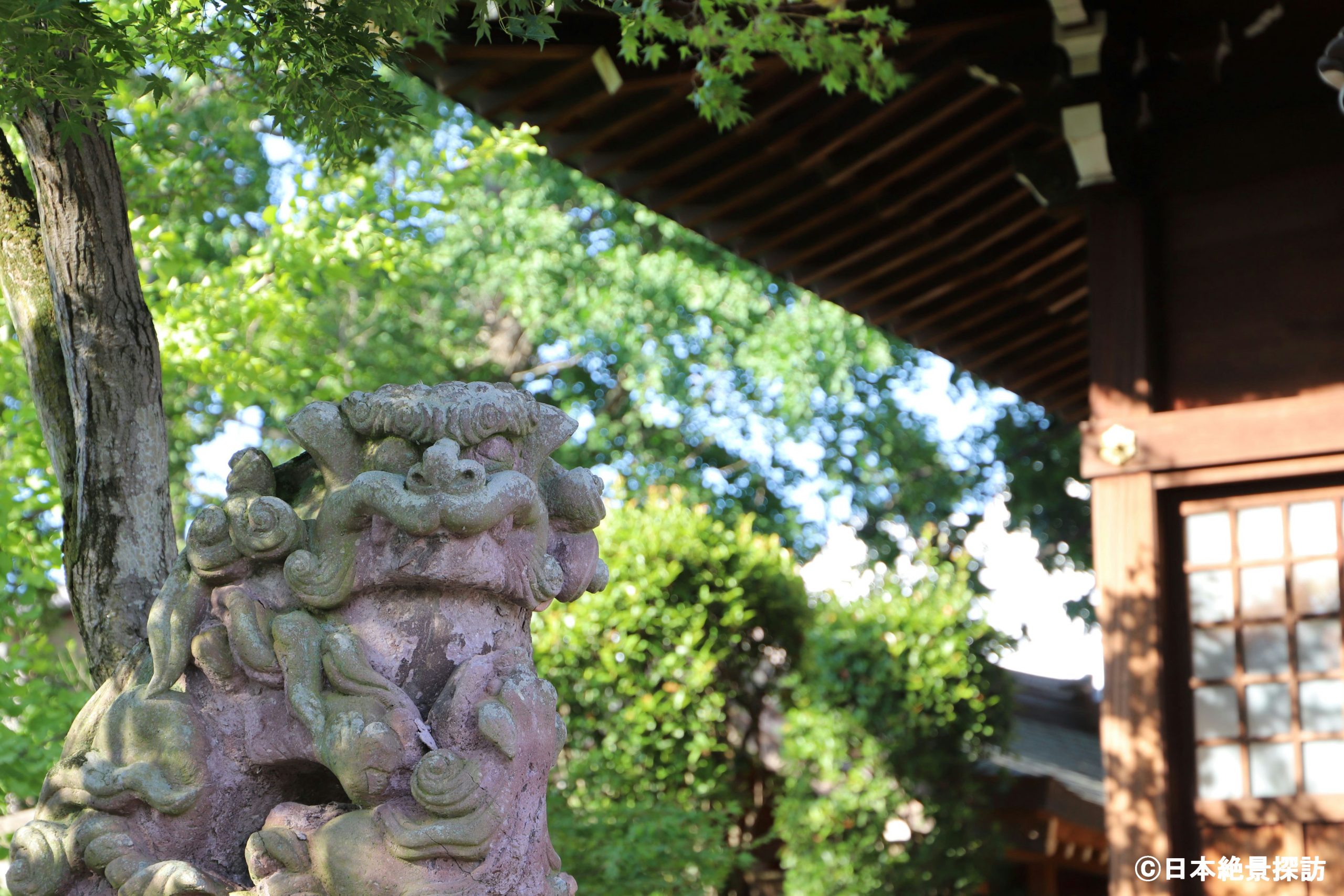 行田八幡神社（埼玉県行田市）の狛犬