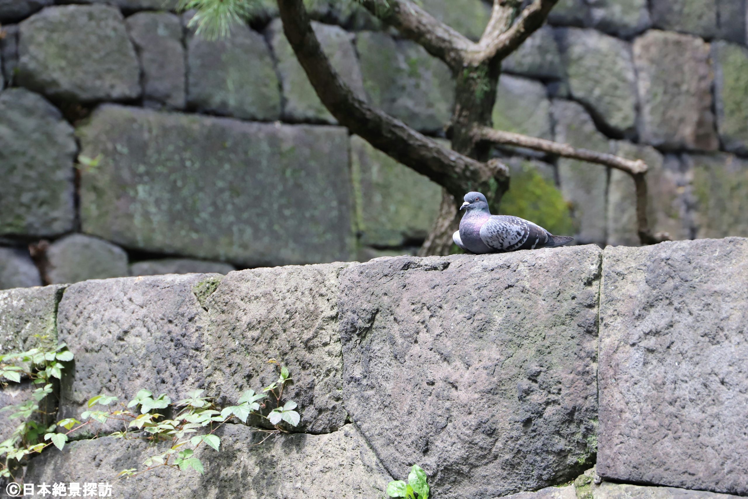 和田倉噴水公園（東京都千代田区）・公園入口に鎮座する鳩様
