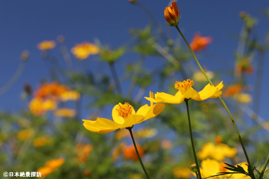 Yellow cosmos dancing in the autumn sky