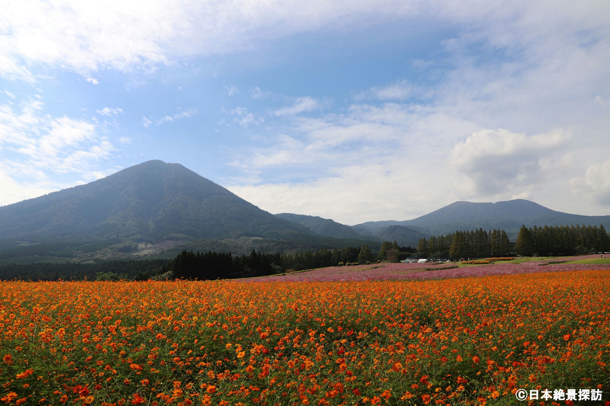 生駒高原（宮崎県小林市）・霧島連山とコスモスの絨毯