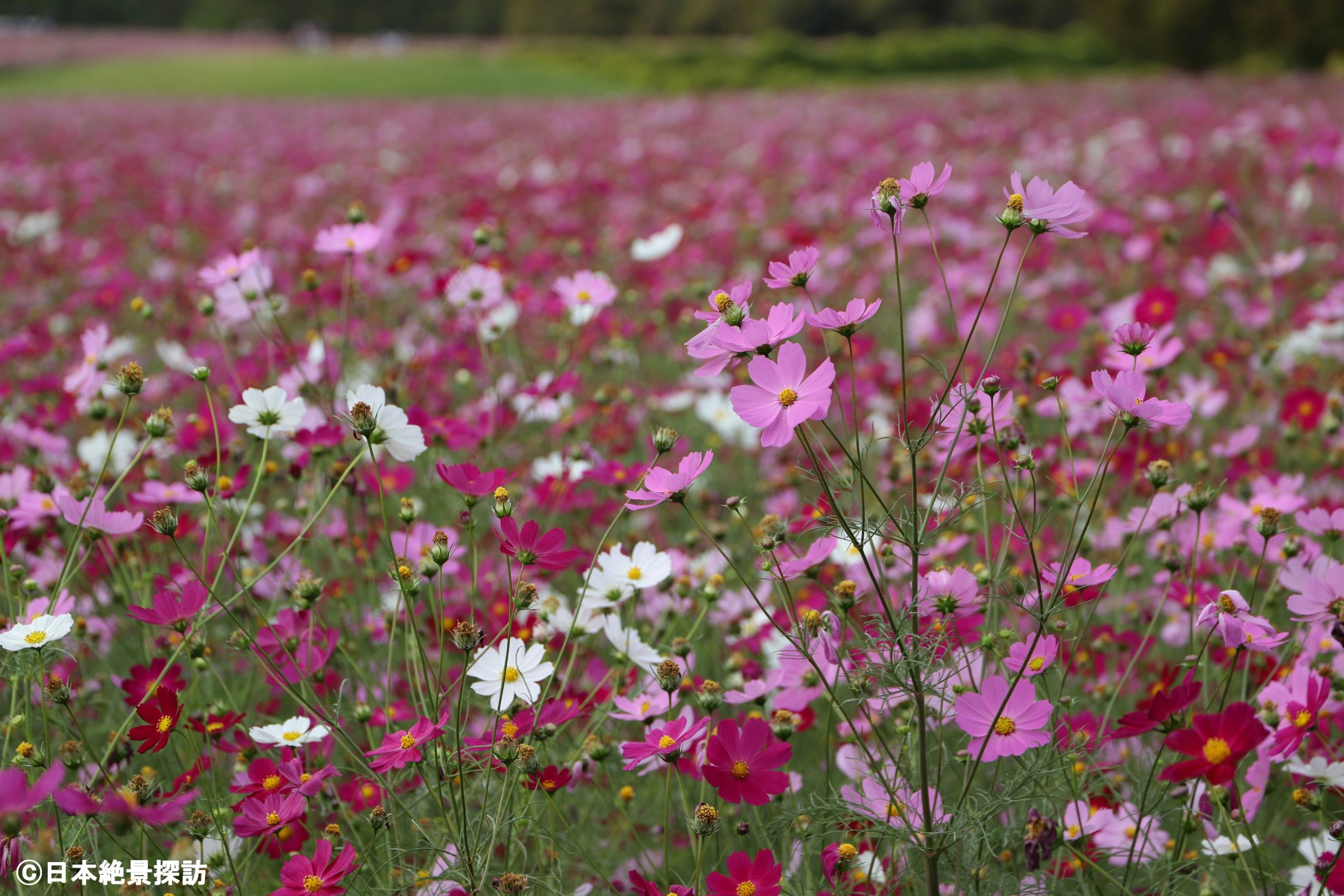 生駒高原（宮崎県小林市）のコスモス・花束のよう…