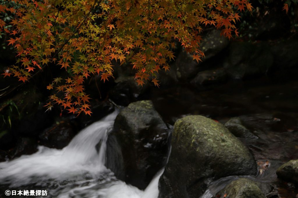 熱海梅園（静岡県熱海市）・紅葉と園内を流れる初川