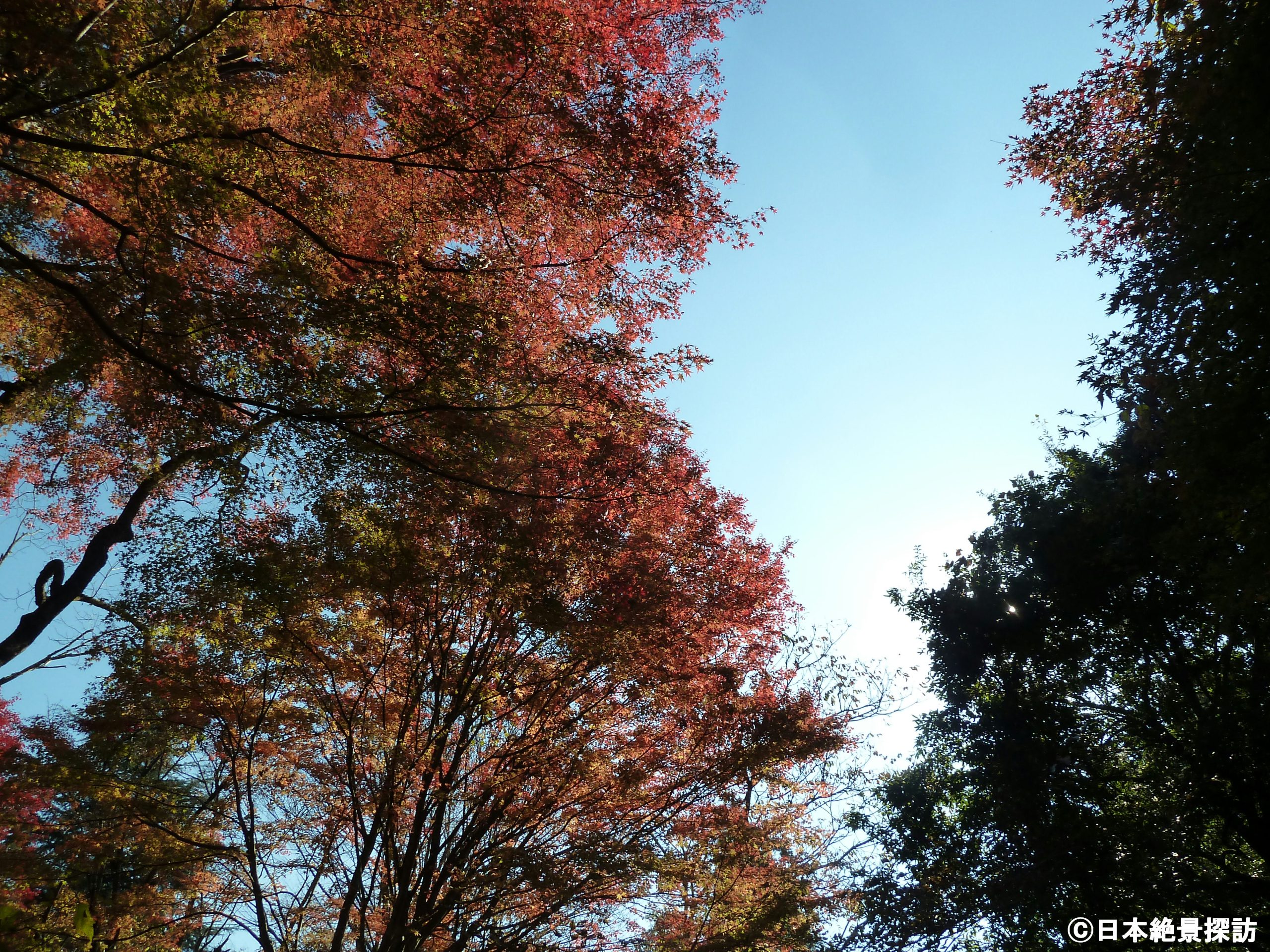 花貫渓谷（茨城県高萩市）・見上げる紅葉