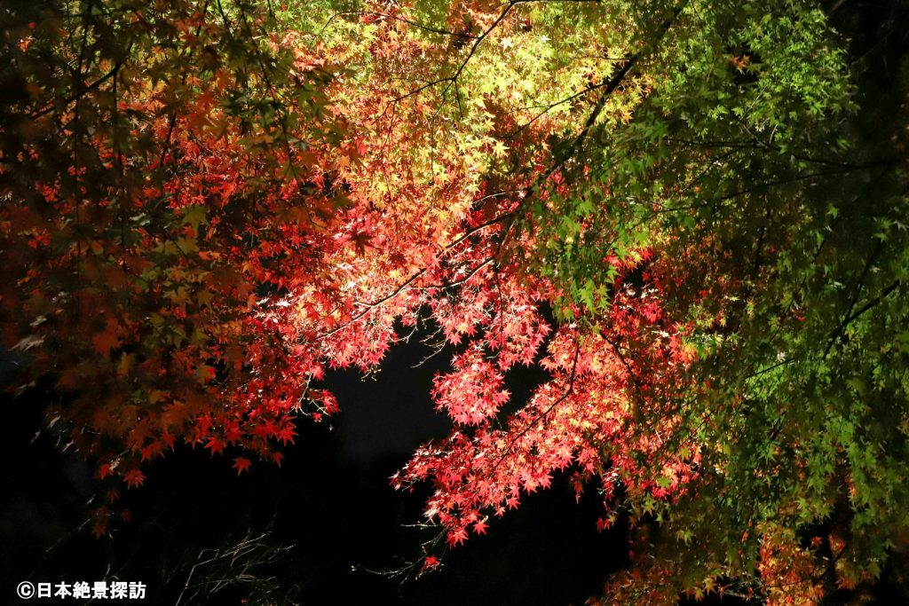 熱海梅園（静岡県熱海市）・七色紅葉