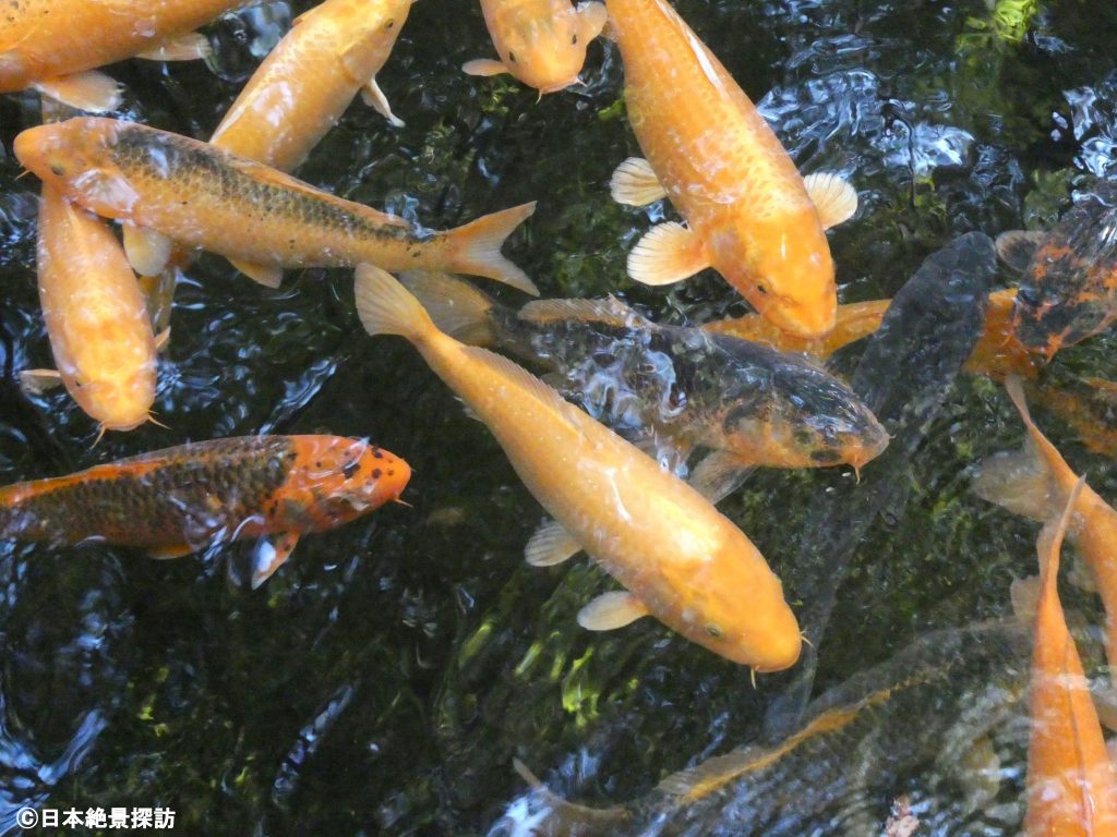 平林寺（埼玉県新座市）・放生池の鯉たち