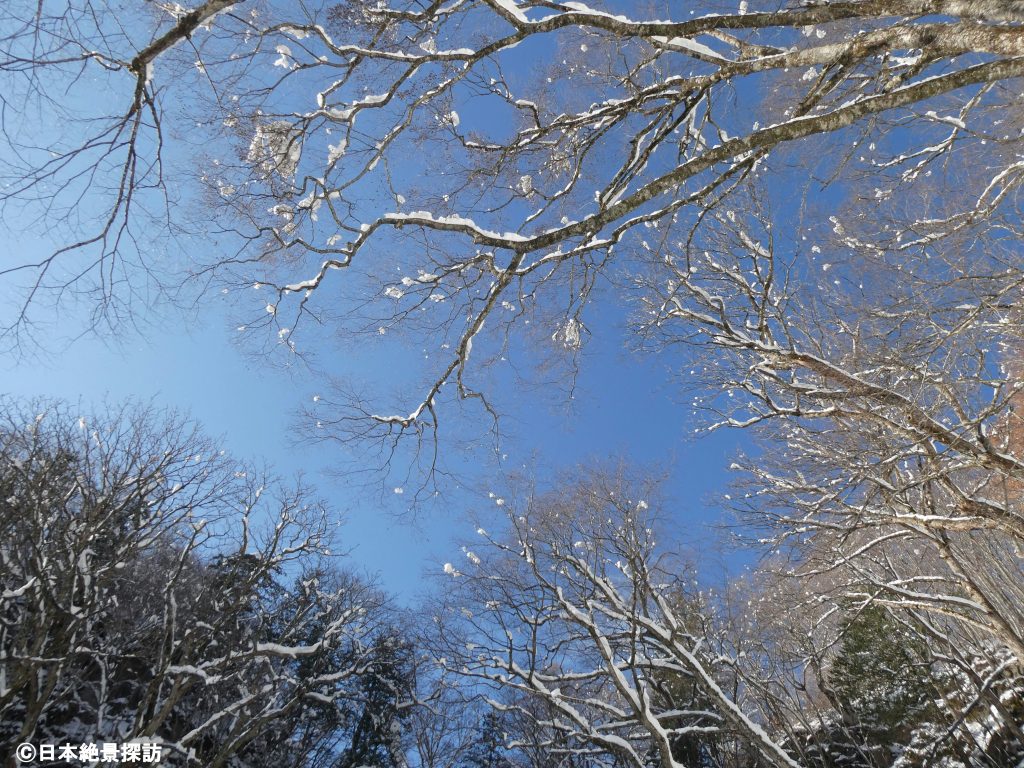小野川不動滝（福島県北塩原村）・冬の森と青空
