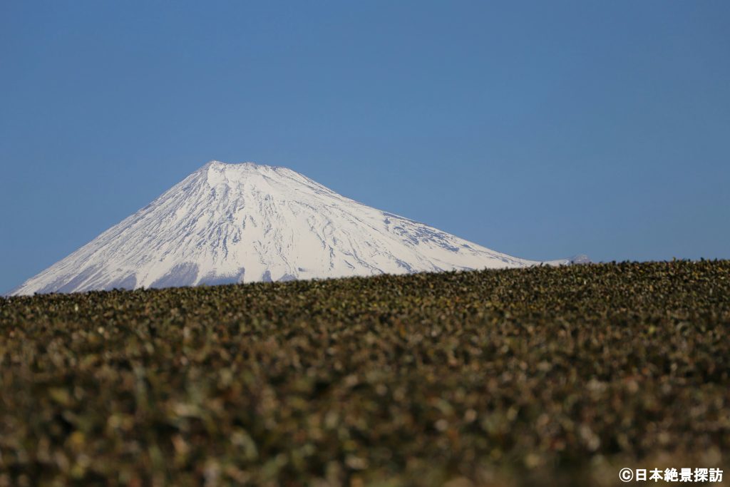 大淵笹場（静岡県富士市）・茶畑越しにひょっこり富士山