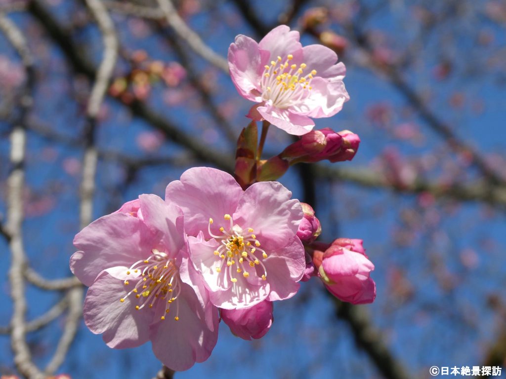 富士山本宮浅間大社（静岡県富士宮市）・境内に咲く梅