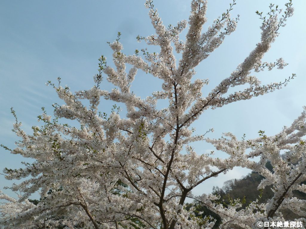 舟津公園（福島県郡山市）の桜