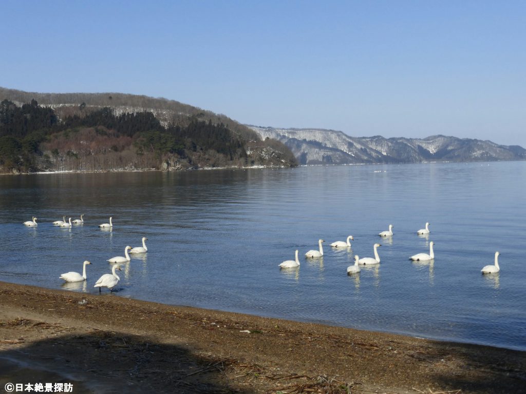 舟津公園（福島県郡山市）・泳ぎ出す白鳥たち