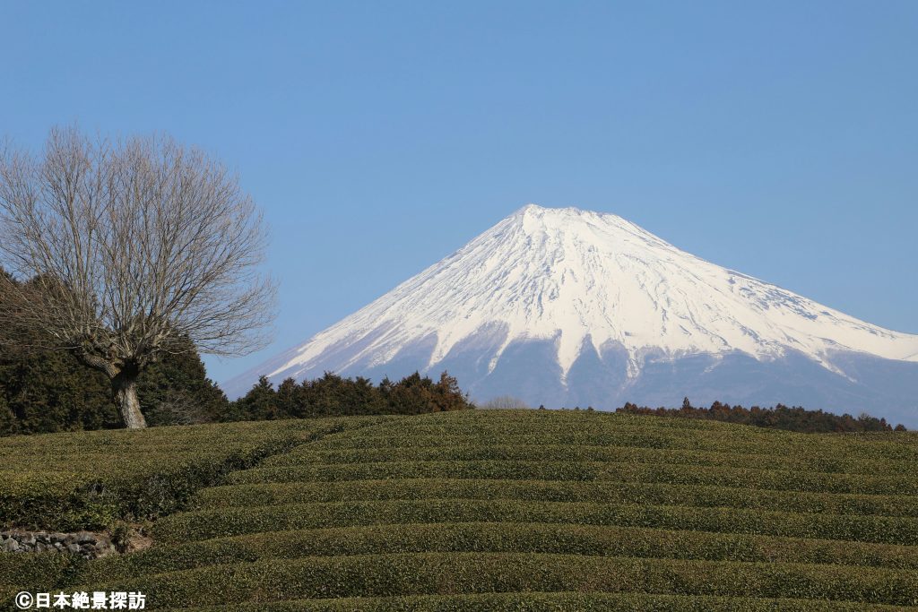 大淵笹場（静岡県富士市）・丘の上の木・富士山