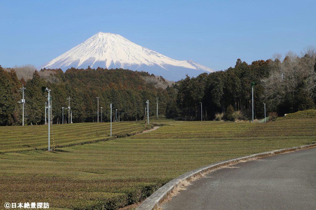 大淵笹場（静岡県富士市）・茶畑を望む道