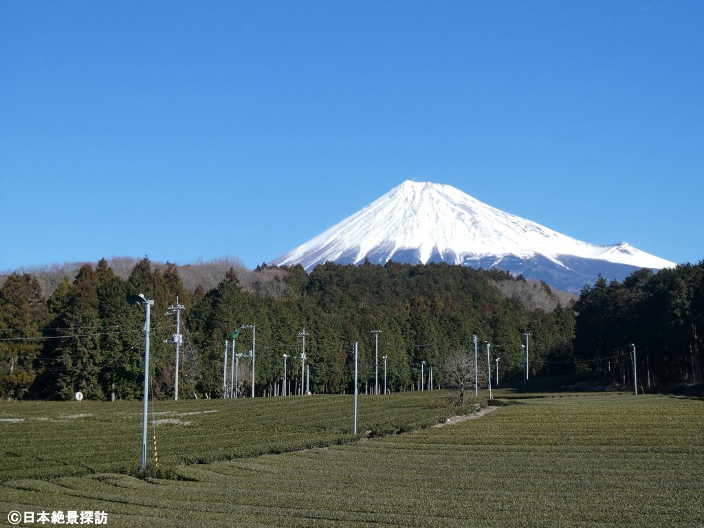 大淵笹場（静岡県富士市）・丘の上にも茶畑が広がる
