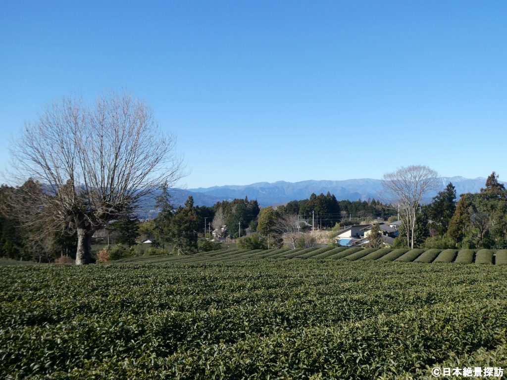 大淵笹場（静岡県富士市）・山並みと茶畑