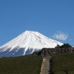 今宮の茶畑（静岡県富士市）