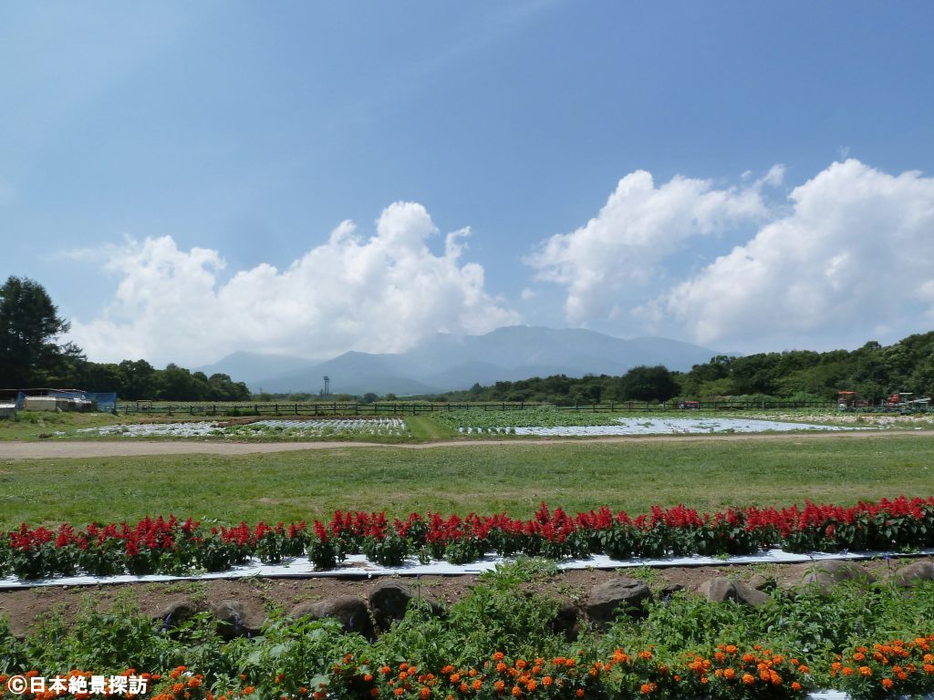 滝沢牧場（長野県南牧村）・花畑と八ヶ岳