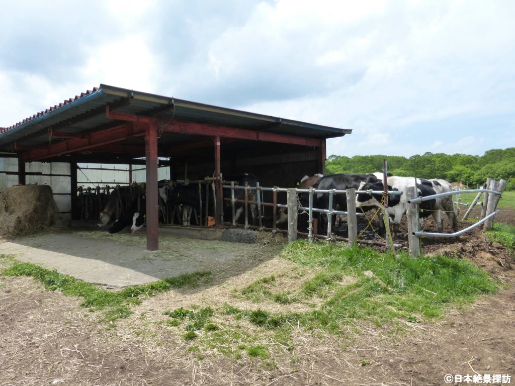 滝沢牧場（長野県南牧村）・放牧場の牛さんたち
