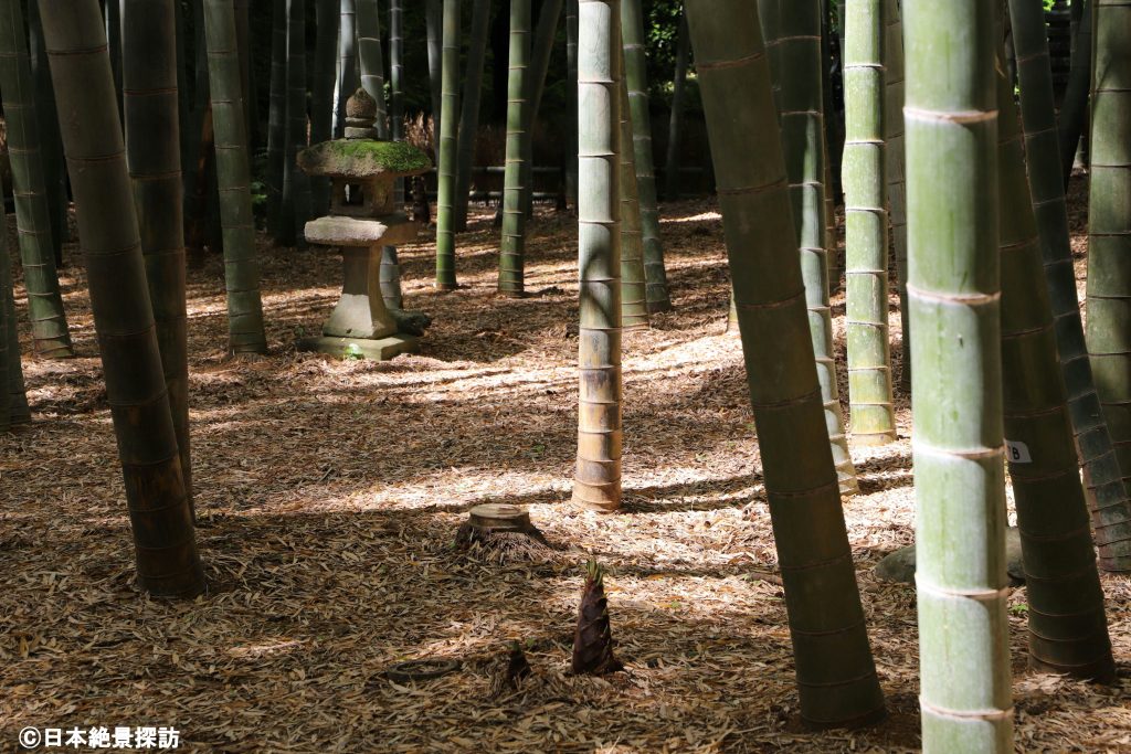 報国寺（神奈川県鎌倉市）・竹林から顔を覗かせるタケノコ