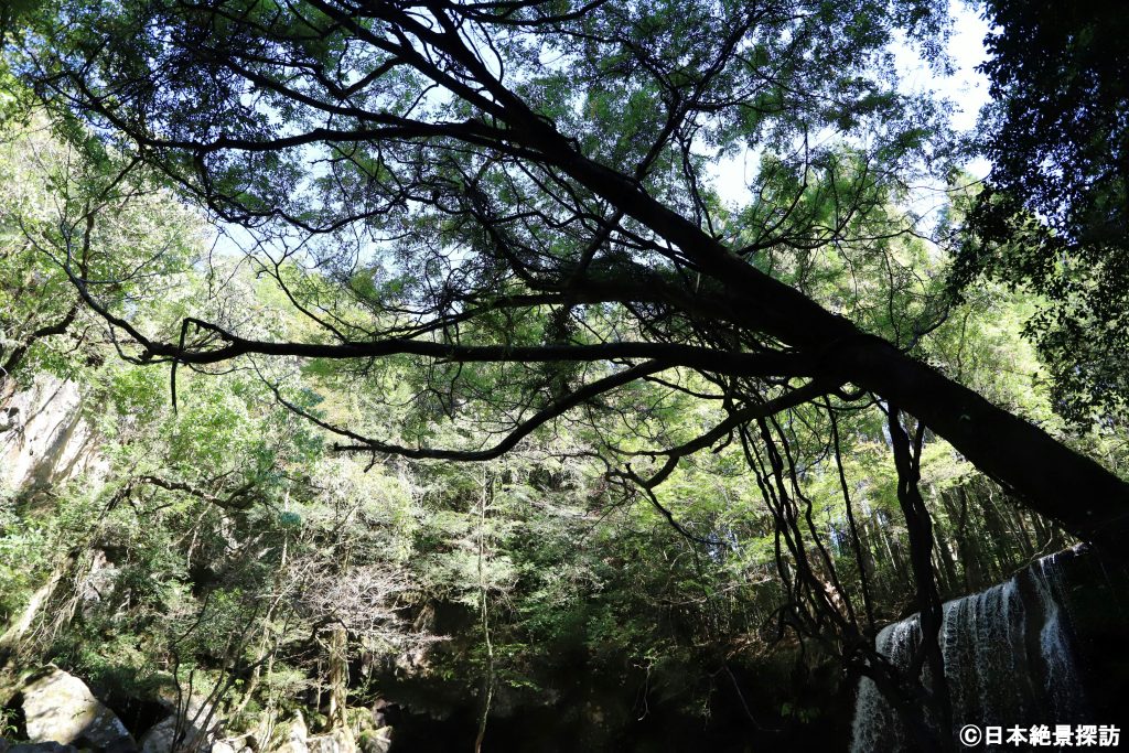 鍋ヶ滝（熊本県小国町）・見上げる木々と空