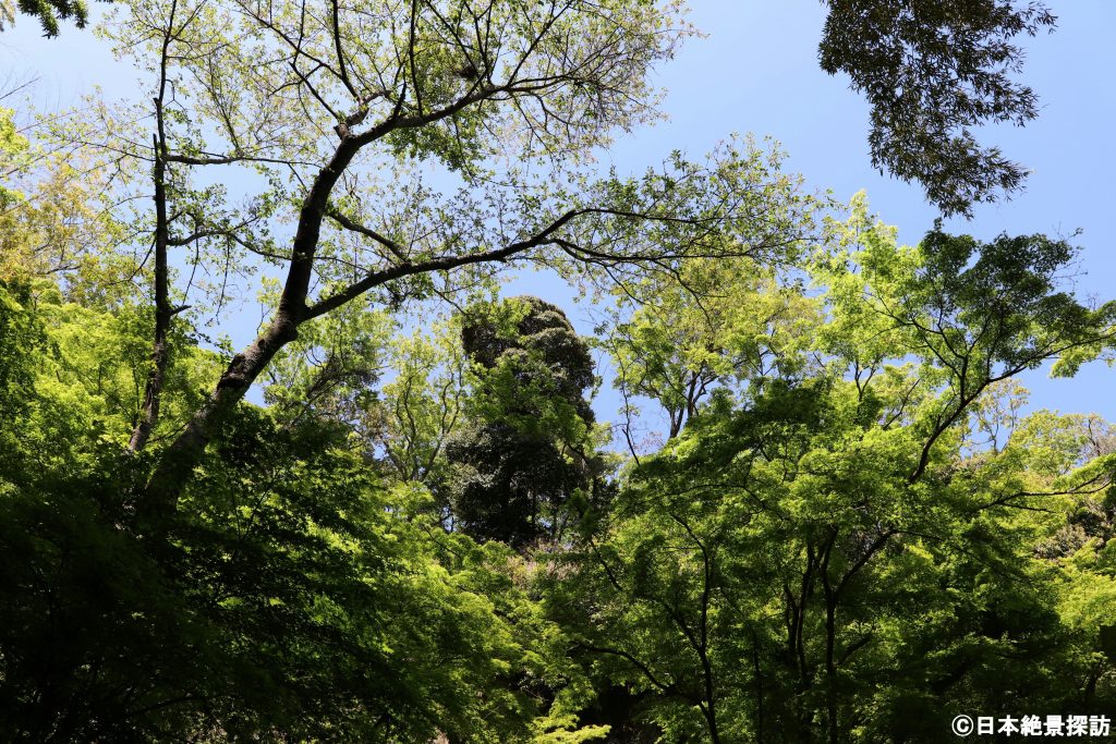 緑感じる初夏の報国寺（神奈川県鎌倉市）