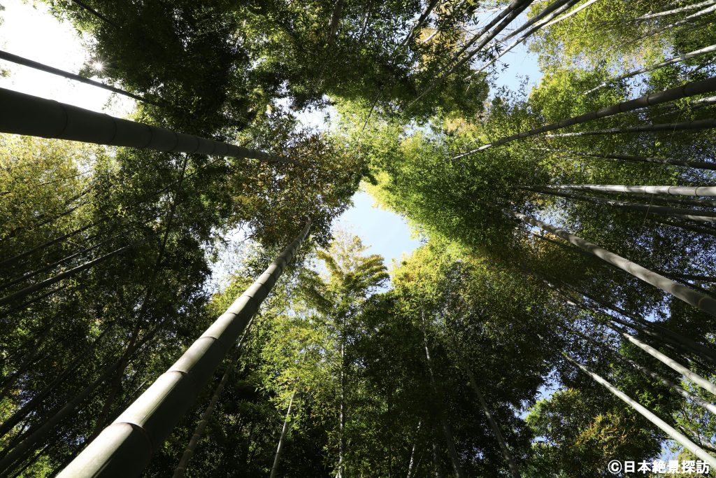 報国寺（神奈川県鎌倉市）・360°の竹林