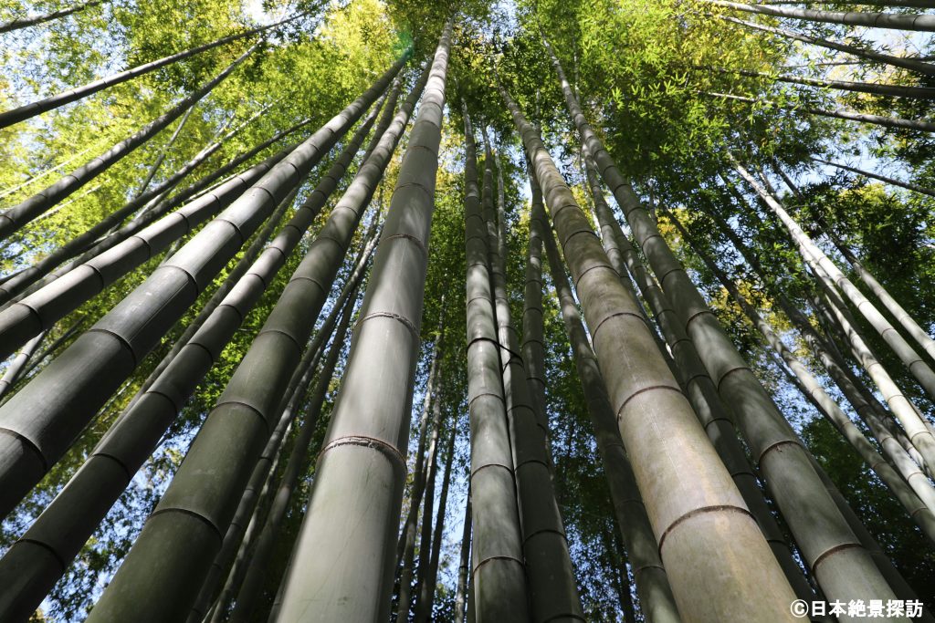 報国寺（神奈川県鎌倉市）・無数の竹がそびえる