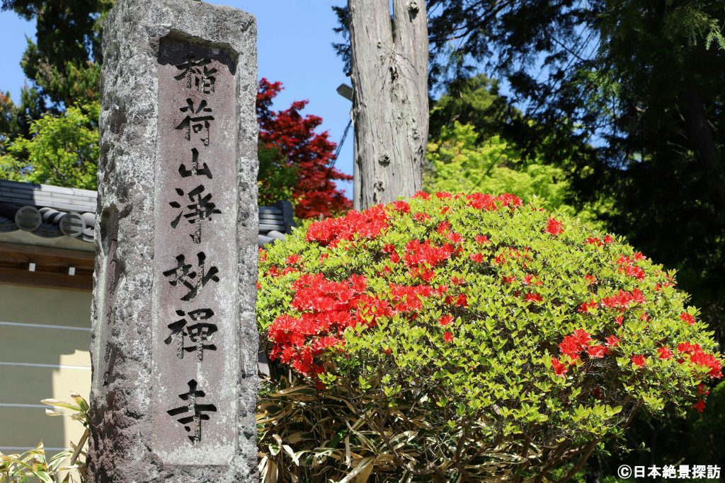 浄妙寺（神奈川県鎌倉市）・門前に咲くツツジ