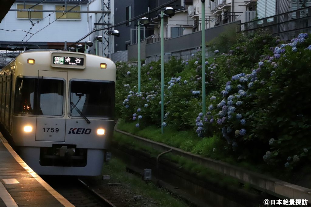 東松原駅（東京都世田谷区）・通過する急行列車とあじさい