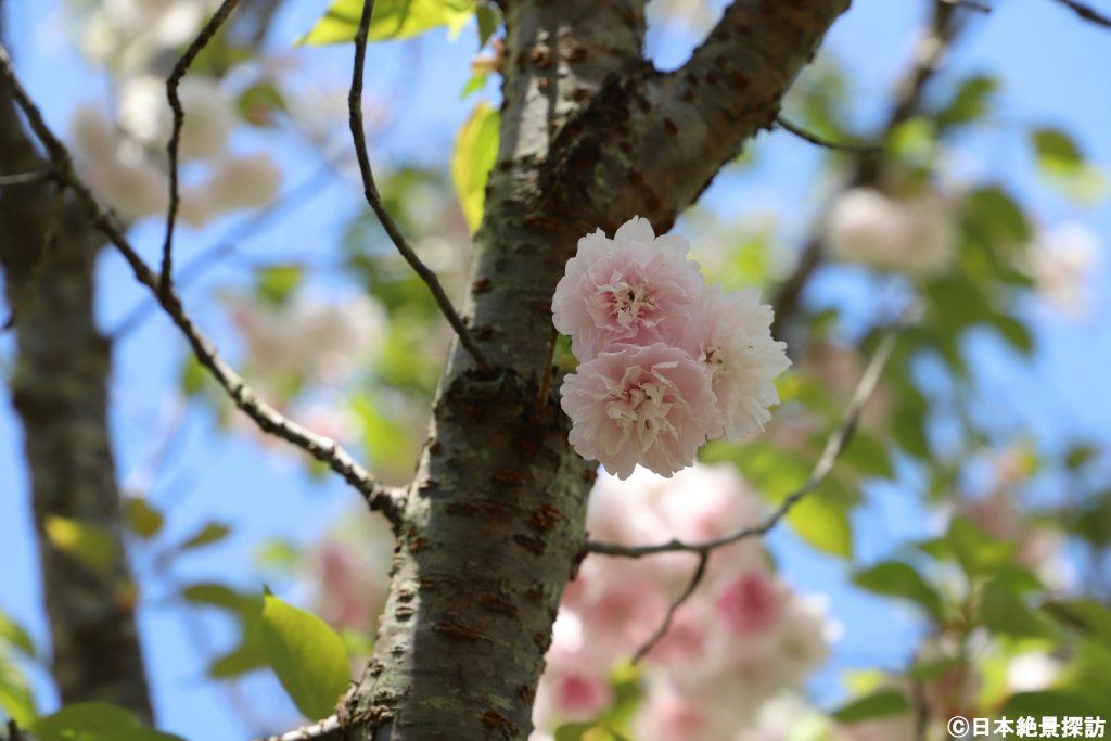 浄妙寺（神奈川県鎌倉市）・幹に咲く鎌足桜