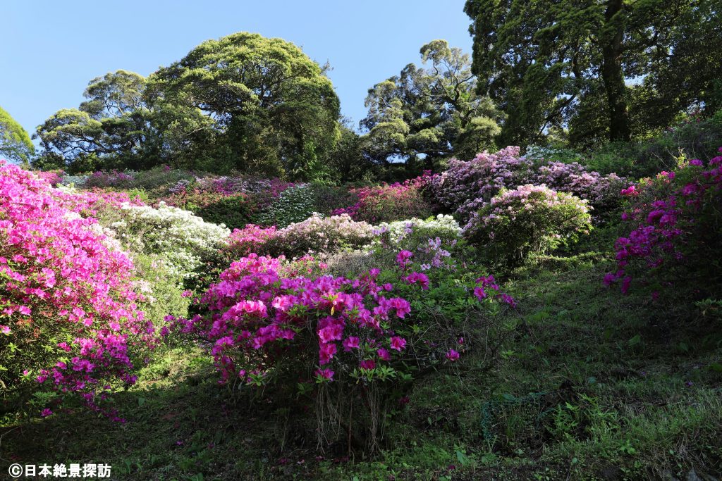 三隅公園（島根県浜田市）・急斜面に咲くツツジ