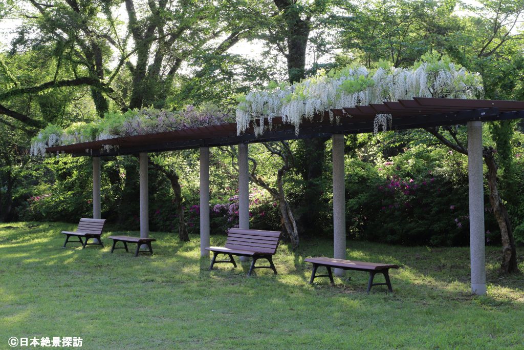 三隅公園（島根県浜田市）・藤棚が美しいベンチ