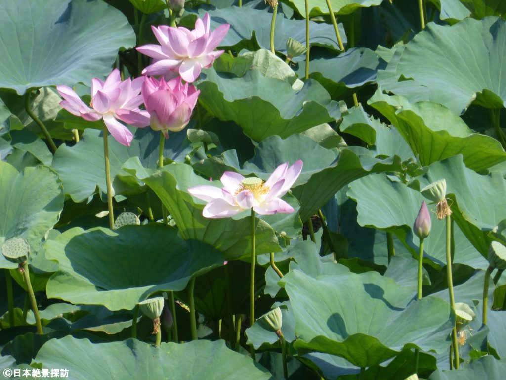 早崎内湖ビオトープ（滋賀県長浜市）・望遠で撮影した蓮の花