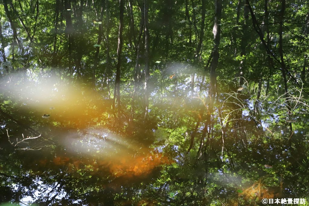 美人林（新潟県十日町市）・水面に映る緑