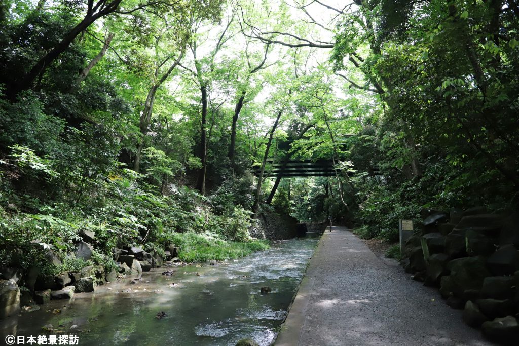 緑広がる等々力渓谷（東京都世田谷区）の遊歩道