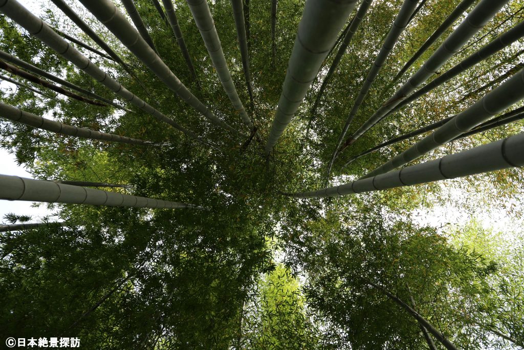 等々力渓谷（東京都世田谷区）・日本庭園の竹林を見上げる