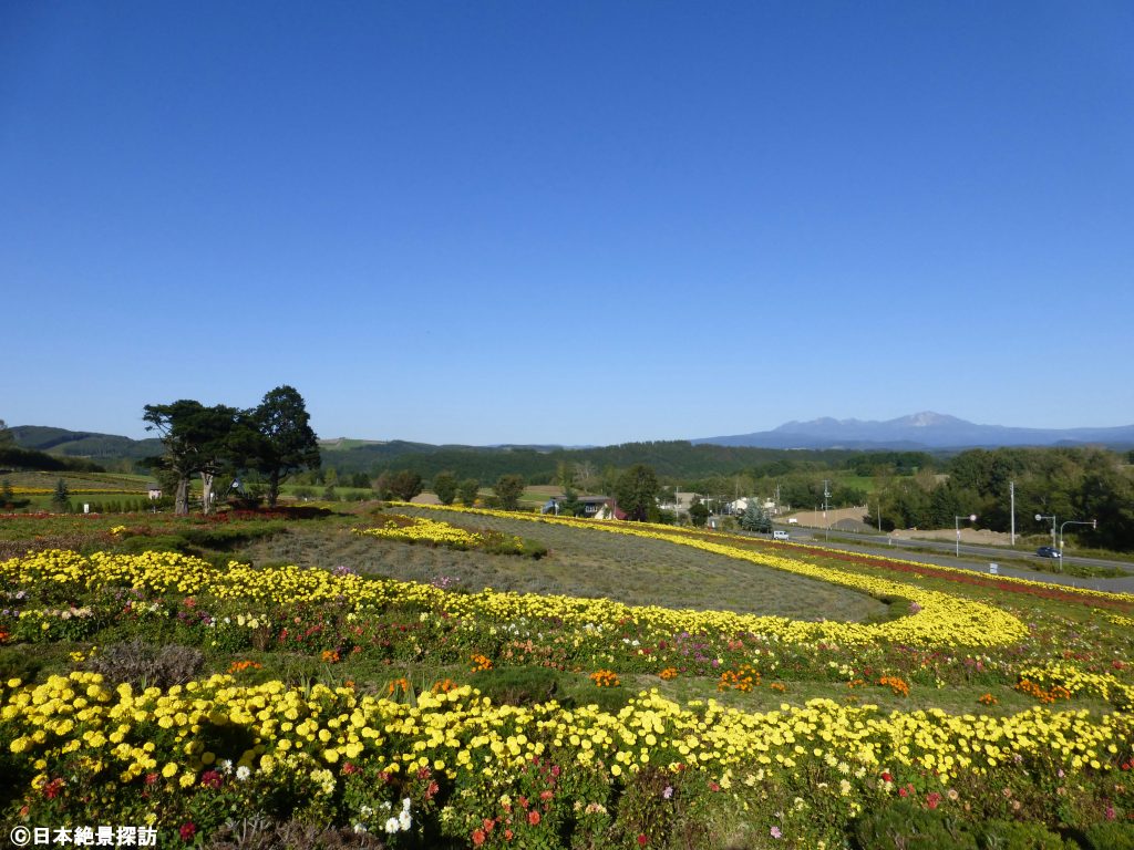 ぜるぶの丘（北海道美瑛町）・広大な花畑の周りをバギーで1周出来る