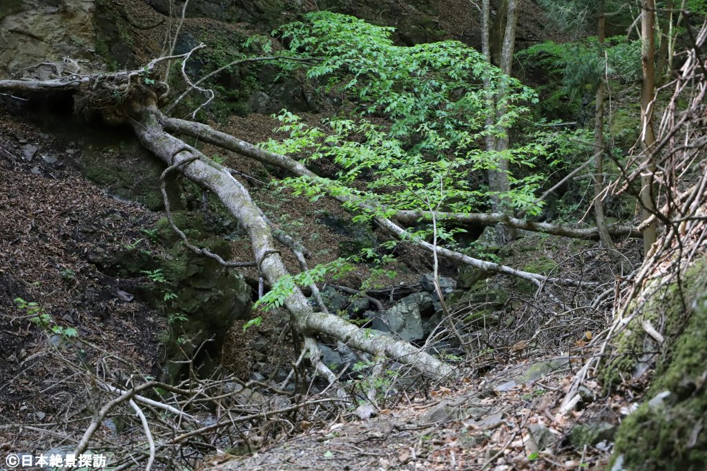 三段の滝（群馬県南牧村）・渓谷を塞ぐ倒木
