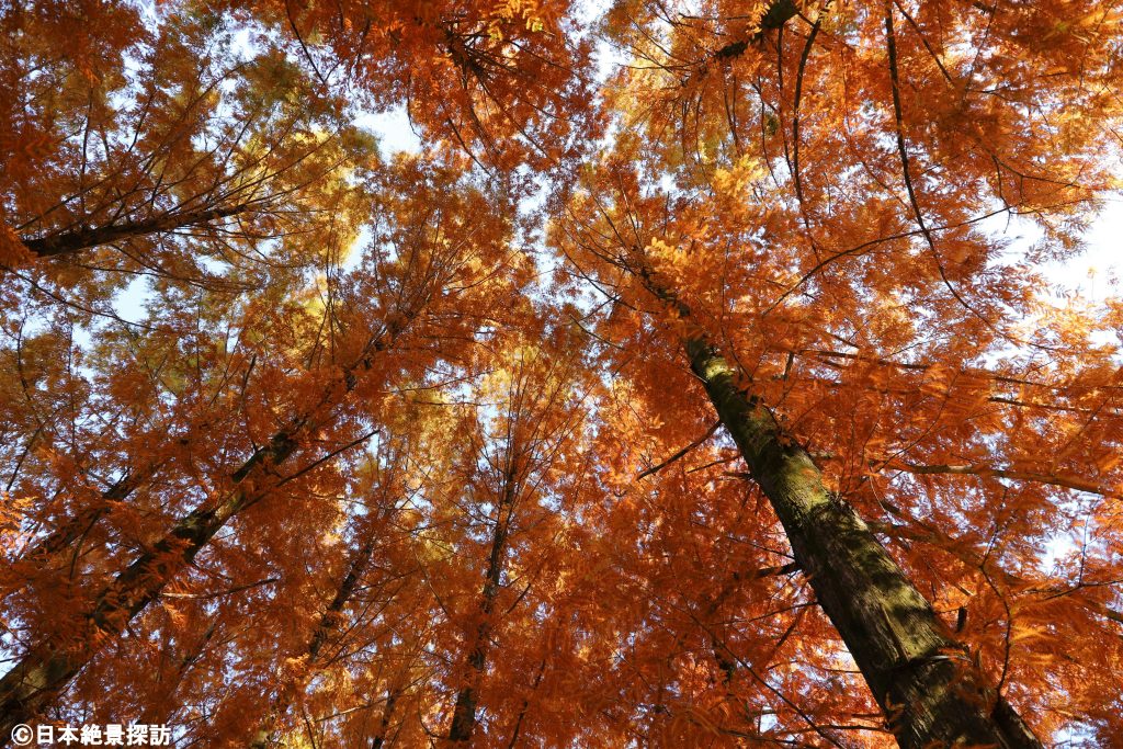 トーベ・ヤンソンあけぼの子どもの森公園（埼玉県飯能市）・メタセコイアの紅葉