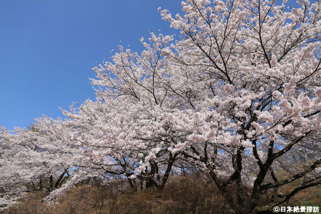 長峰公園（栃木県矢板市）の桜