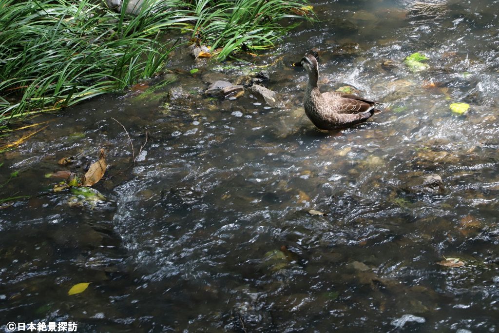 等々力渓谷（東京都世田谷区）・渓谷には鴨も棲息する