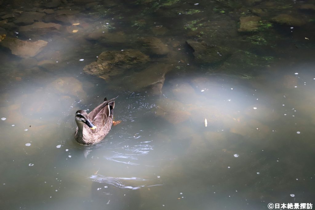 等々力渓谷（東京都世田谷区）・透き通る水面と見返り鴨