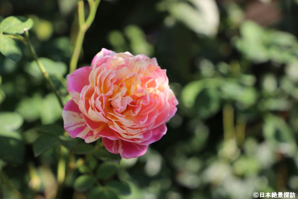 横浜イングリッシュガーデン（神奈川県横浜市西区）・ピンクとイエローのメッシュの薔薇