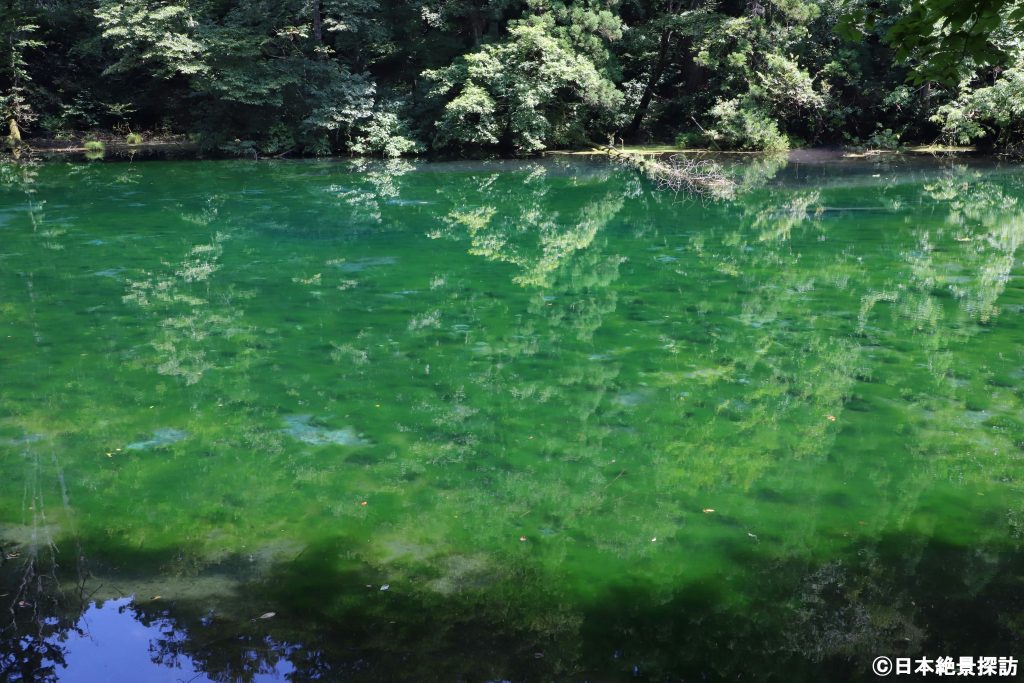 龍ヶ窪（新潟県津南町）・驚くほど緑の湖面